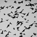 Bat Intrusion Leads to Mold on Daniel Island, SC